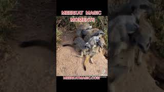 MEERKAT MEERKATS SURICATE SURICATES ☆ AUTHOR THE MEERKAT MAN ☆ MEERKAT MAGIC MOMENTS