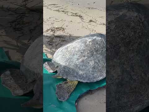 Rescue Diaries | A special day for this magnificent turtle