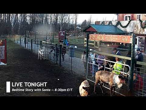 ReindeerCam Live Stream