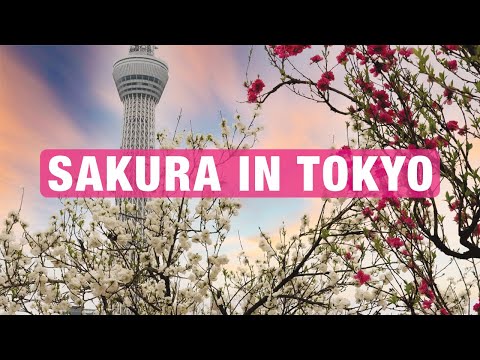 Best Places to View Cherry Blossoms in Tokyo Japan 🌸 Spring Travel Tips