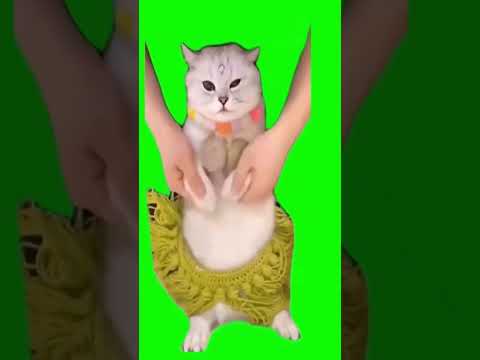 cat  dancing/猫ミーム #catmemes #GB素材#猫