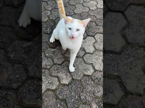 Cat Doesn't Want To Be Greeted By Human