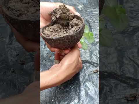 Reusing a coconut shell→  propagate   #reuse #shorts