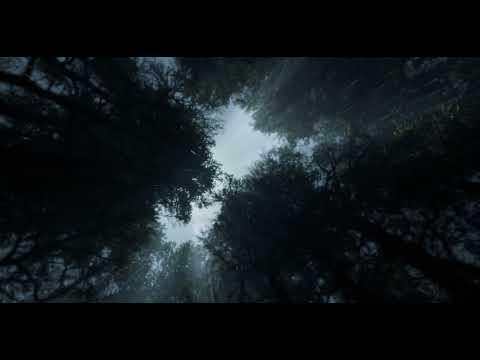 Rainfall in the Forest Canopy | Soothing Sounds of Rain from a Skyward View