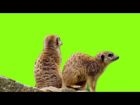 Meerkat  green screen  ( Saturday 28 January  2023 )