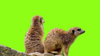 Meerkat  green screen  ( Saturday 28 January  2023 )