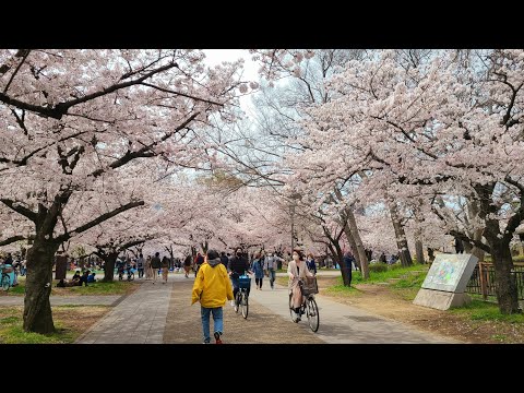 벚꽃 구경 in 오사카　#桜 #サクラ #大阪城