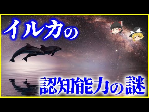 【ゆっくり解説】どうやって学習する？イルカの認知能力の謎を解説/ふぐ毒をわざと接種して危険●●ごっこ⁉️