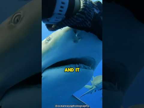 NEVER Do This In Front Of A Shark 😨 #viral