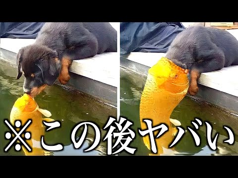 【神回】ツッコミどころ満載な動物のおもしろ動画見ようぜwwwwww傑作集【ハプニング映像】【犬】【猫】