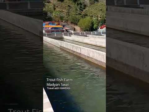 #swatflood | Flood in Swat Madyan #troutfishing madyan #short #video #swat #pakistan