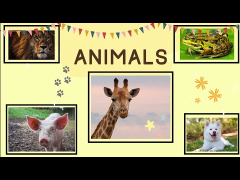 Animals for kids | Vocabulary Flashcards