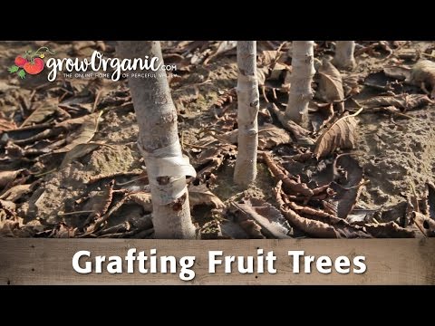 How to Graft Fruit Trees with Dave Wilson Nursery