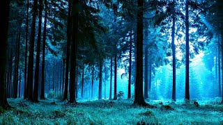 Forest Night Nature Sounds for Sleep or Studying | White Noise 10 Hours