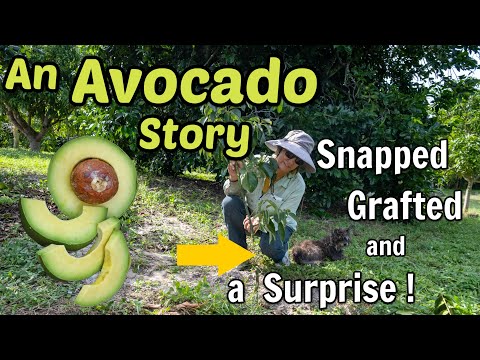 An Avocado Story | Snapped, Grafted and a SURPRISE!