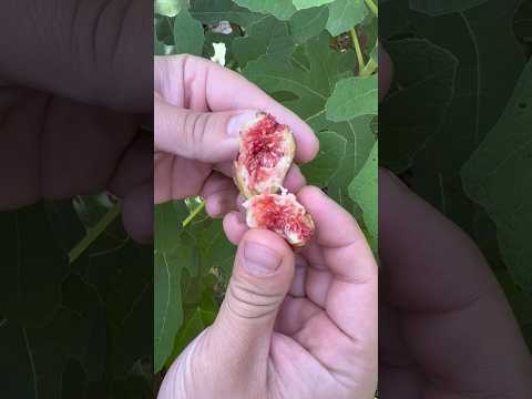 Shocking Truth About Figs: The Secret Life of Fig Wasps Revealed!