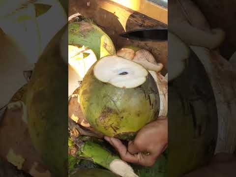 Freshly cut coconut pH street food #satisfying #coconutjuice #streetfood #youtubeshorts #Gatchie Jr