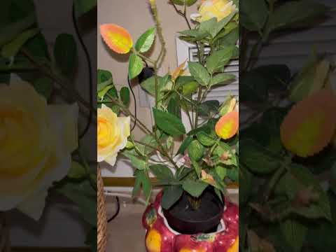 Ang Ganda ng Yellow Roses#viral #viralvideo #trendingshorts #plants #yellowroses