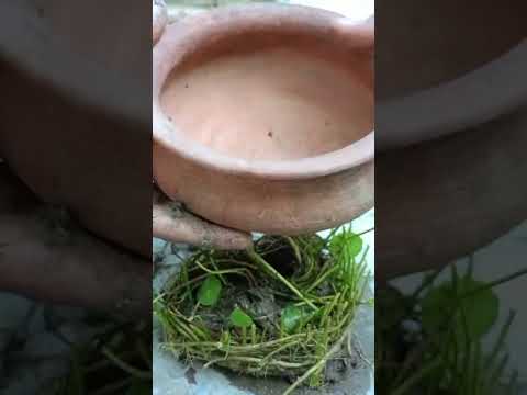 Reuse and old clay matka & Propagateplant cutting.#shots #gardening