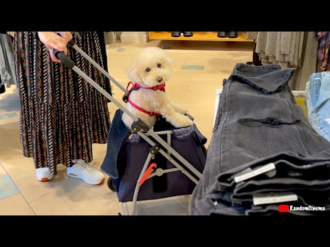 The Most Badass Dog While Shopping!