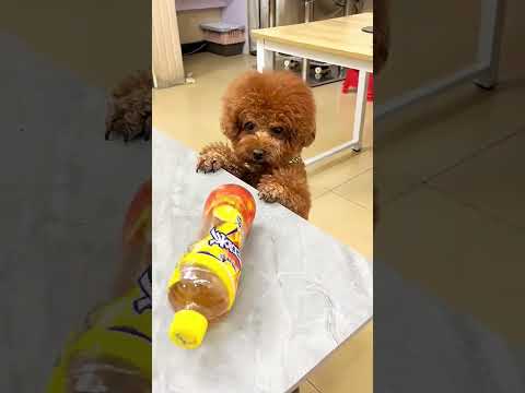 This Adorable Teddy Bear Turns Mischievous! Dealing with an Attention-Seeking Pet...