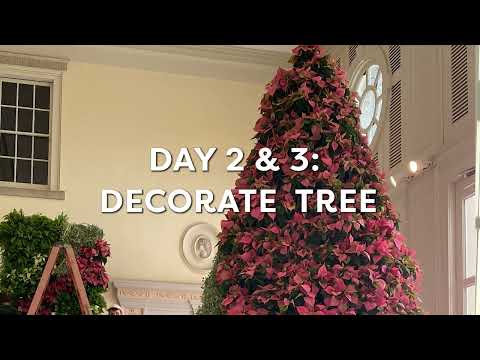 20ft Tall Poinsettia Tree | Cheekwood