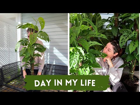 VLOG//Small house plant business//Nothing went to plan