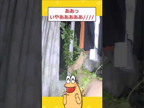 【2ch面白いスレ】ワイの部屋が謎の植物に侵食されてしまうwwww #2ch #2chスレ #面白い #shorts