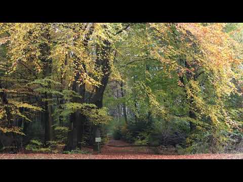 Autumn colored beech trees in Denmark Oct 2024