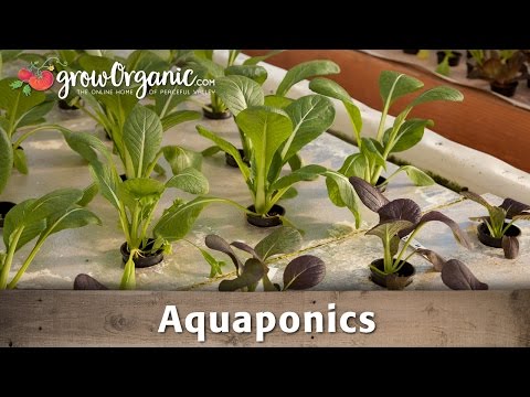 How to Garden Indoors Using Aquaponics