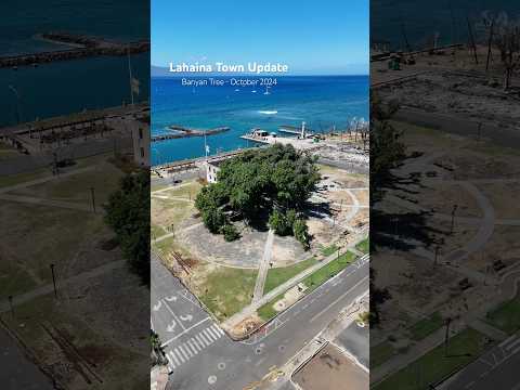 Lahaina Maui Update. The Banyan Tree looks Stronger every time I see it❤️#lahaina #lahainafire #maui