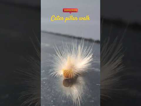 Cater Pillar Speed walk #caterpillar #caterpillartobutterfly #walk #walks