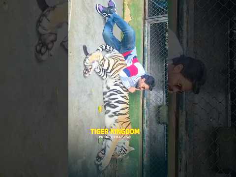 The Tiger Kingdom In Phuket | Thailand #shorts # viral #tigerkingdominphuket #phukettour