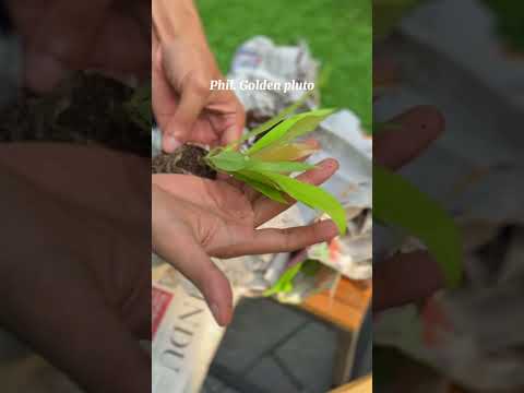 Unboxing live plants from Foliage store WhatsApp : 79072 22495 #ytshorts #plantsale