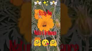 🐝ASMRAMBIANCE🐝BZZZYBEE🐝Gloria Wimberley🐝#ASMR#AMBIANCE #NATURE#BEE#EVERGREENCONTENT#WV