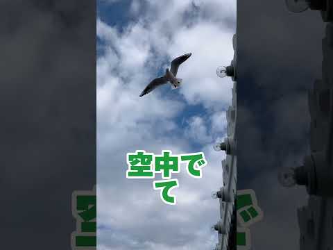 カモメが飛んだ〜🦆【#ゆずてん】#滋賀県 #ミシガン #船 #ship #seagull #seagulls #seagullwatch #seagullbrand #海 #sea