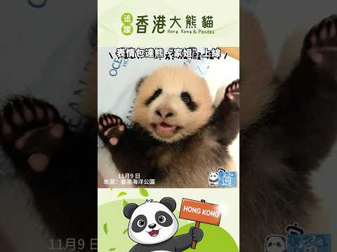 古靈精怪超可愛！表情包達熊“家姐”上線#香港大熊貓 #panda #香港 #hongkong