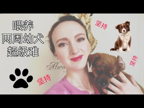 幼犬让我生活变得如地狱一样｜外国孕妇还是会坚持｜喂养幼犬需要注意哪一些问题？