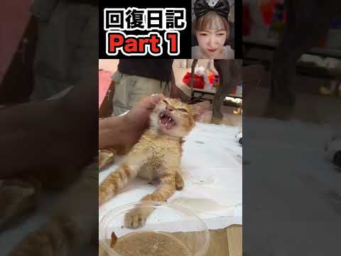 瀕死の状態で動かない保護猫 拾う編Part1 China TikTok reaction #shorts