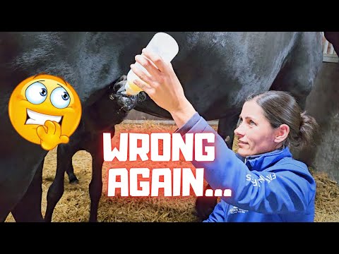 It's going wrong! Please drink!!! I have to help.. again! A name for the foal! | Friesian Horses