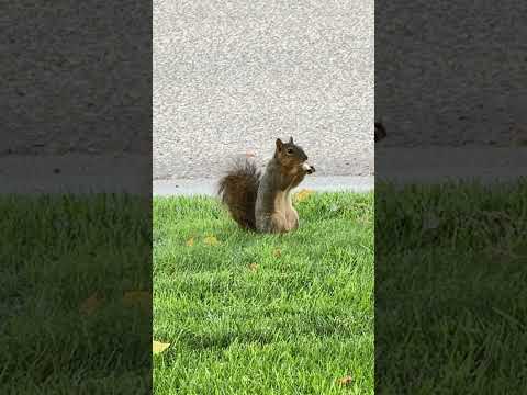 Yummy apple 🍏 #squirrel #cute . Had an apple I ddnt eat and put it on the tree. He found it.