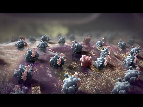 Apoptosis Animation