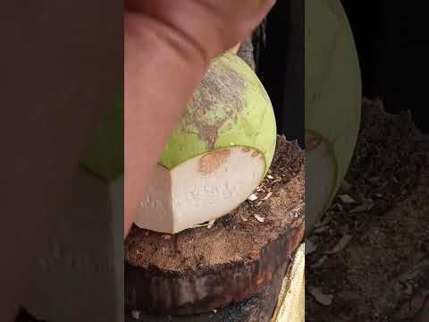 coolest style of peeling  coconut  Asmr #satisfying #cuttingskills #youtubeshorts #Gatchie Jr