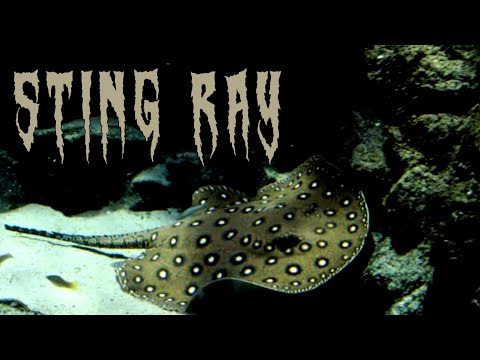 Sting Ray Uses Science For Hunting | स्टिंग रे खाना खाने के लिए विज्ञान का इस्तमाल कैसे करते हैं?