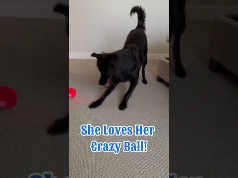 The Adventures of Roo !  My sweet Granddog just loves to have a good time!  #puppy #ball #silly