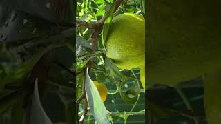 Growing orange in a container #shorts #shortsvideo #growingfruitsincontainers #gardening