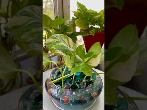 Money Plant Grow & Decor in Water #plantsdecor #houseplantdecor #homedecor #diy #moneyplant #pothos