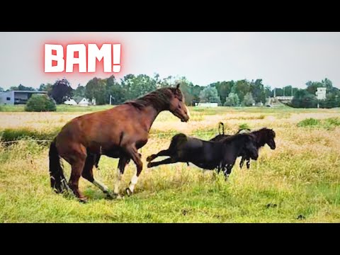 Escaped Ponies, watch out Rising Star, Glendy kicks!! Speech about Friesian horses | Friesian Horses