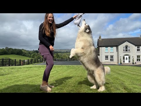 Giant Husky Tug Of War! He is Too Strong!!