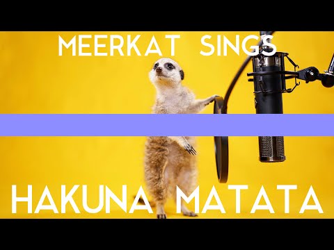 【ミーアキャットが歌う】ハクナマタタ / Meerkat sings "HAKUNA MATATA"